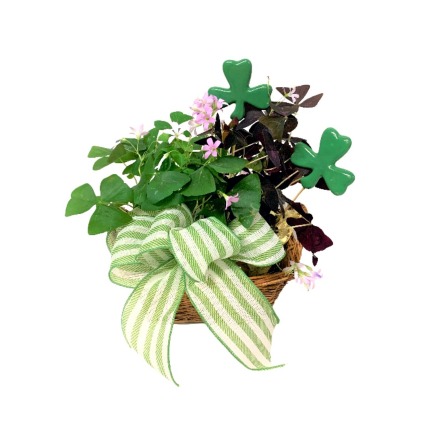 Sweet Shamrocks 
