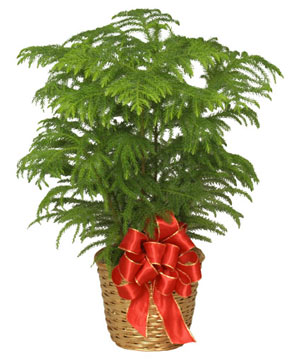 NORFOLK ISLAND PINE Holiday Plant Basket