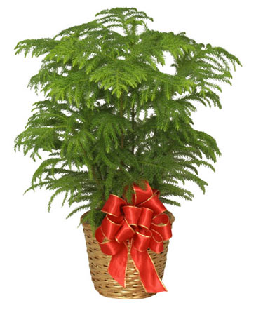 NORFOLK ISLAND PINE Holiday Plant Basket in Paris, MO | Bushel & A Peck