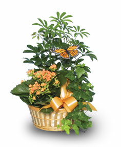 EUROPEAN GARDEN Assorted Plant Basket in Talladega, AL | GAITHER'S FLORIST