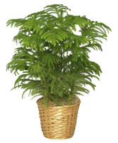 NORFOLK ISLAND PINE Araucaria heterophylla