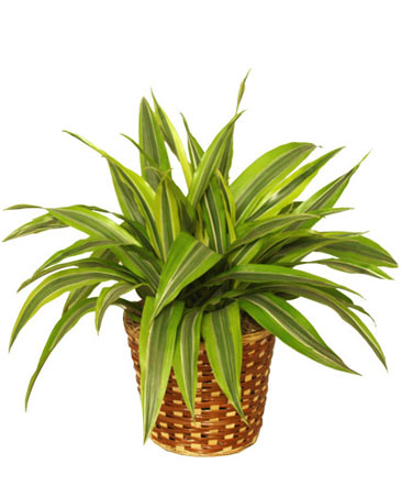 STRIPED DRACAENA House Plant in North Platte, NE | PRAIRIE FRIENDS & FLOWERS
