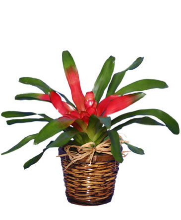 BROMELIAD Tropical Bromeliad Plant in Albany, NY | Ambiance Florals & Events