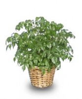 CHINA DOLL ARALIA PLANT  Radermachia sinica 
