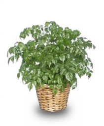 CHINA DOLL ARALIA PLANT  Radermachia sinica 