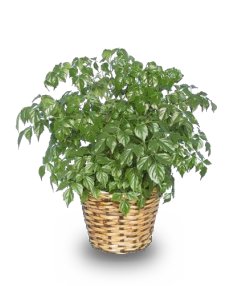 CHINA DOLL ARALIA PLANT  Radermachia sinica 