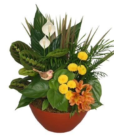 Natural Touch Dish Garden of Plants in Ocala, FL | Blue Creek Florist
