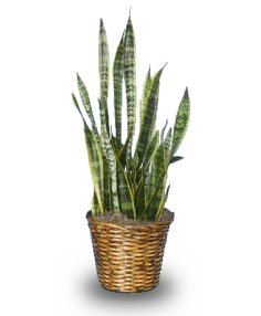 MOTHER-IN-LAW'S TONGUE  Sansevieria trifasciata laurentii  in Wasaga Beach, ON | WASAGA FLOWERS