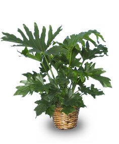TREE PHILODENDRON  Philodendron selloum   in Clifton, NJ | Days Gone By Florist