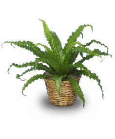 BIRD NEST FERN PLANT  Asplenium nidus  in Cary, NC | GCG FLOWER & PLANT DESIGN