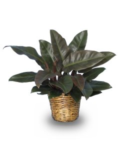 RED PRINCESS PHILODENDRON  Philodendron x 'Red Princess'  in Clifton, NJ | Days Gone By Florist