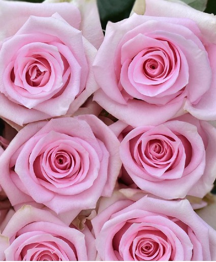 Pale Pink Roses Available in 1 Dozen, Two Dozen or 3 Dozen  
