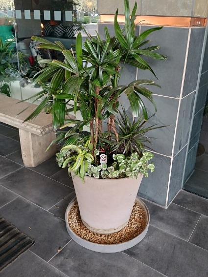 LADY FINGER Palm 