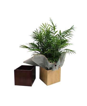 Palm in 6x6" Wood Look Box  in Culpeper, VA | ENDLESS CREATIONS FLOWERS AND GIFTS