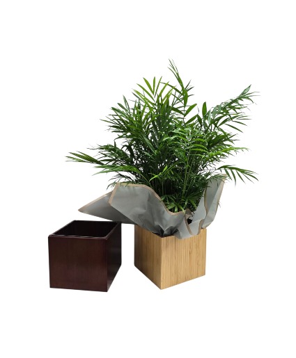 Palm in 6x6" Wood Look Box 