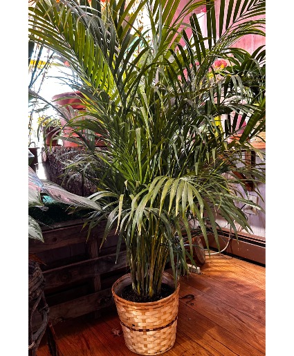 Palm large Palm Plant