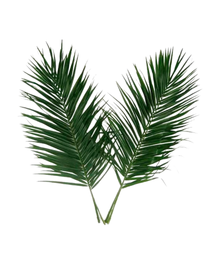 Palm Leaves Bundle (20) 