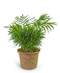 Palm Plant in Basket Potted Plant