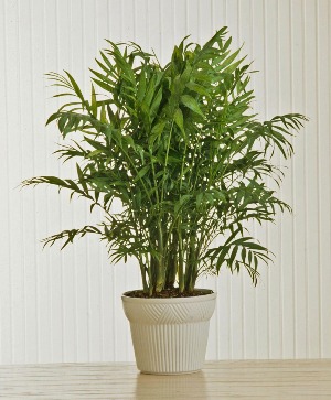 Palm Plant Plant