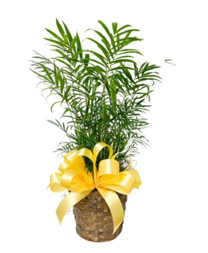 Palm Tree Plant Plant