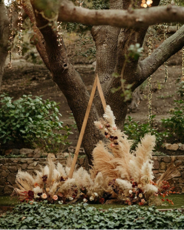 Pampas grass  