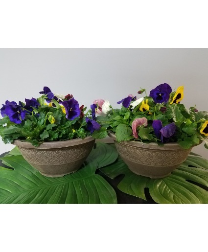 Pansy Perfect Annuals