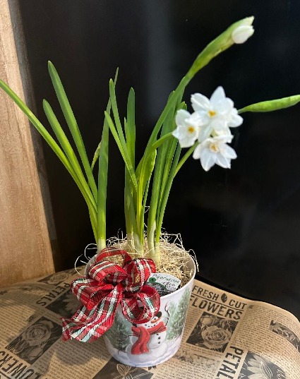 Paper White Decorated in a Cute Snowman Pot Plant