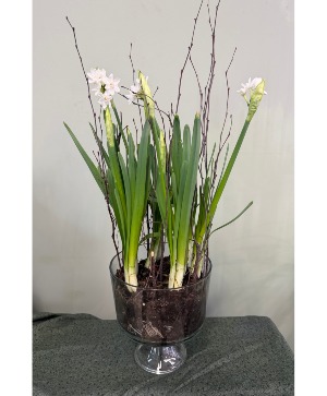 Paper White Winter Planter  
