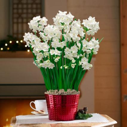 PAPER WHITES FLOWERING PLANT