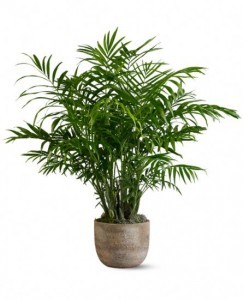 Paradise Palm Palm Plant