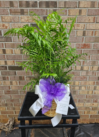 Parlor Palm 