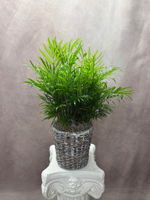 Parlor Palm  Houseplant