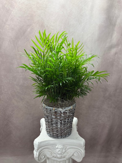 Parlor Palm  Houseplant