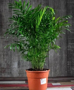 Parlor Palm Plant