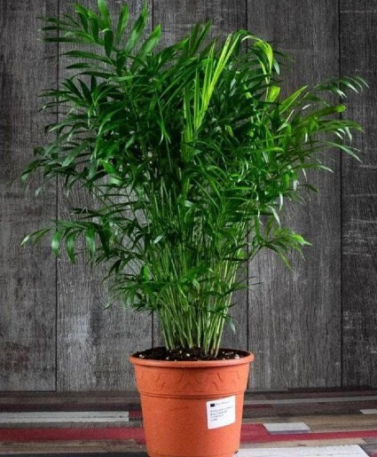 Parlor Palm Plant