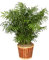 PARLOR PALM PLANT  Chamaedorea elegans 