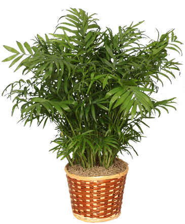 PARLOR PALM PLANT  Chamaedorea elegans  in Knoxville, TN | ALWAYS IN BLOOM LLC