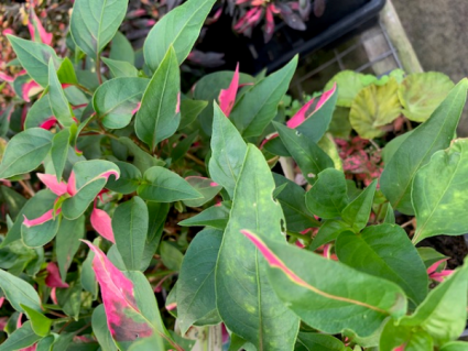 Party Time Altonanthera 