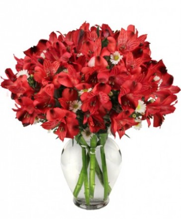 Passionate Peruvian Lily Bouquet in Albany, NY | Ambiance Florals & Events
