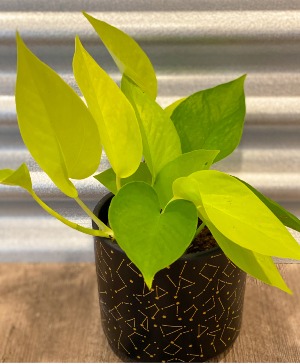 Pathos Neon B Nest Plants