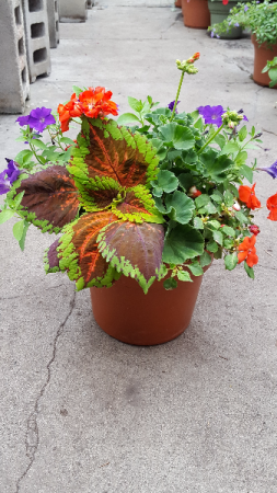 Patio Garden Mix annual patio garden a gift to last the summer.