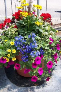 Patio Gardens Plants