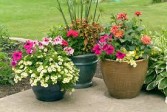 Patio Planter Assorted sizes and variety