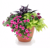 Assorted Patio Pots #1 Sun or Shade