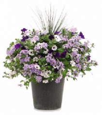 Patio Combo Pot #1 Sun Pot or Shade