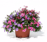 Patio Pot #2 Sun or Shade Pots, request your own...