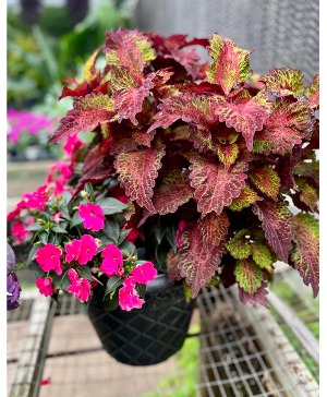 Patio pot- assorted colors 