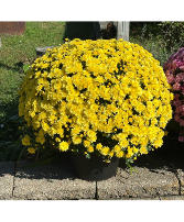 Mum Patio Pot Bundle - 2 plants 