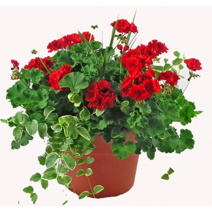 Patio Pot Outdoor Plant