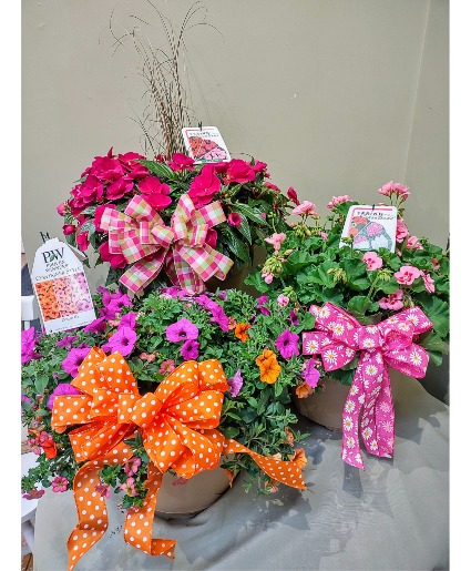 Patio Planter Assorted Plants